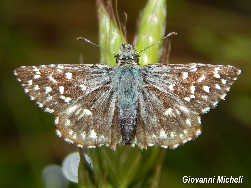 Tutti Pyrgus malvoides? S